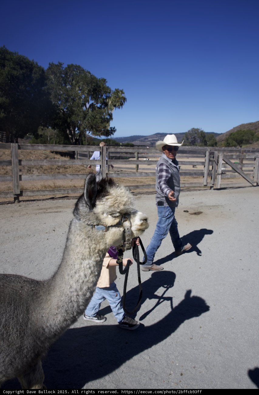A Stroll with a Llama