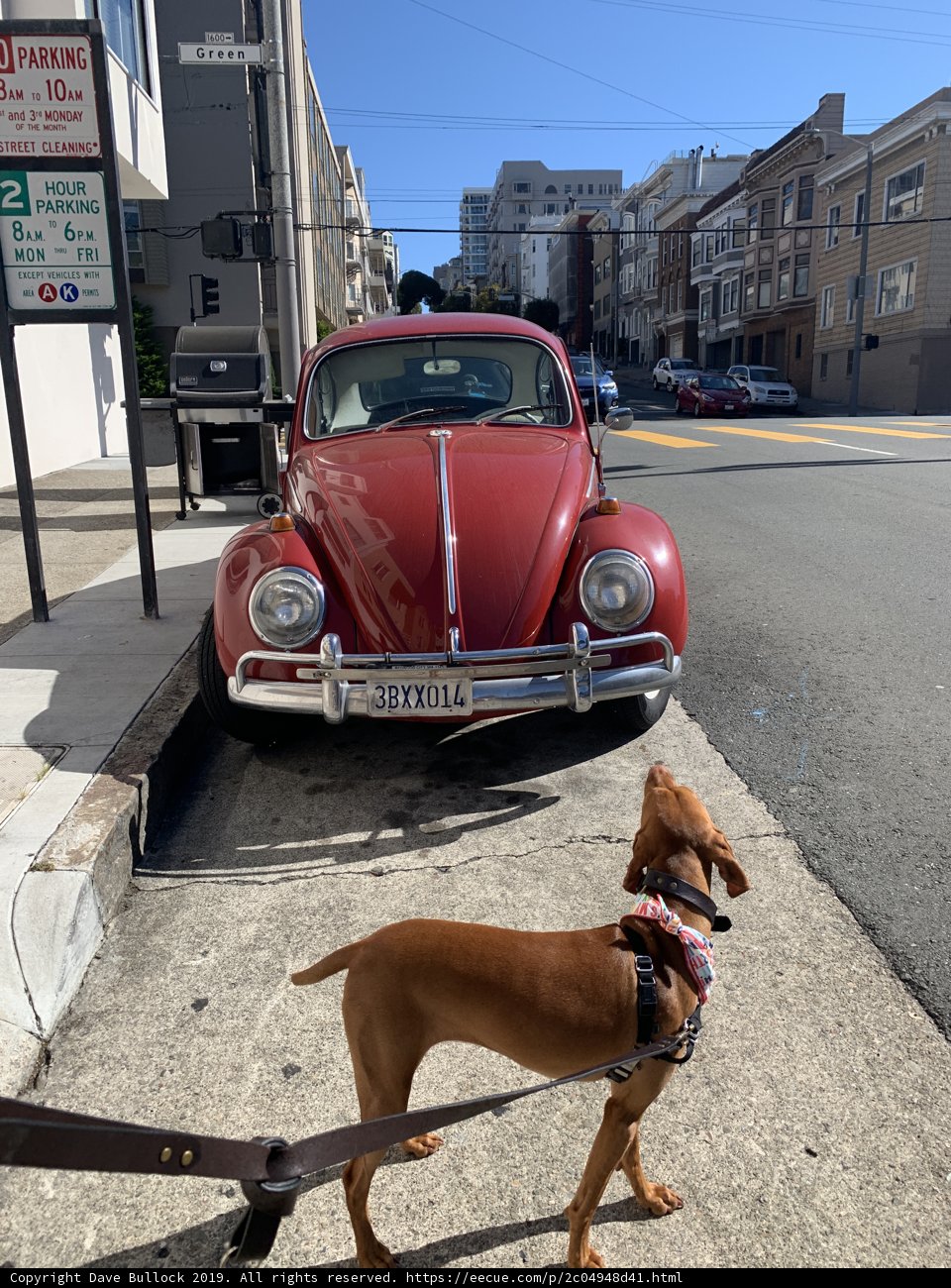 Four-Legged Friend on the Urban Streets