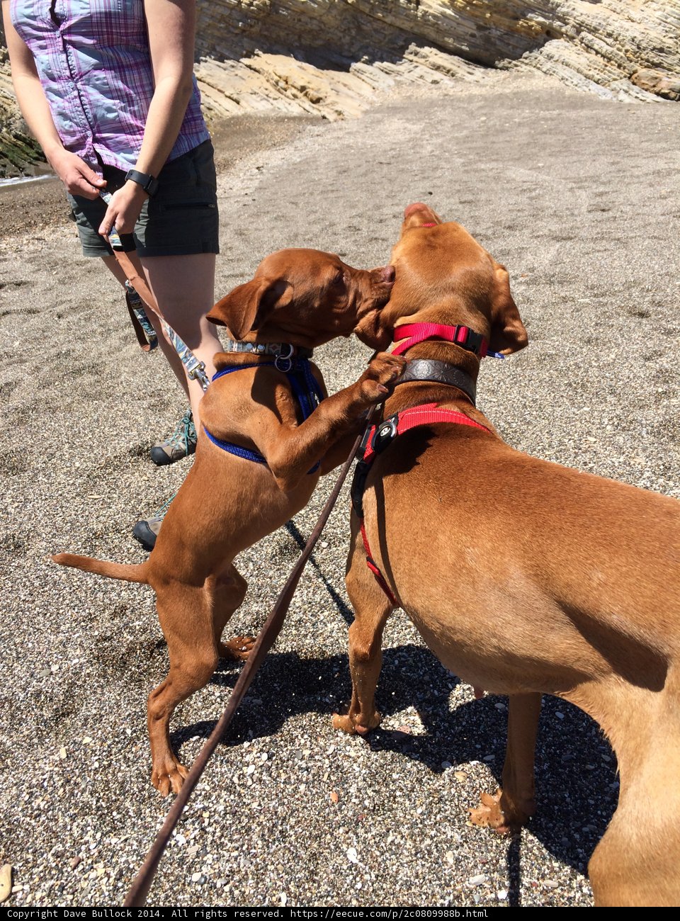 Pups at Play on the Beach