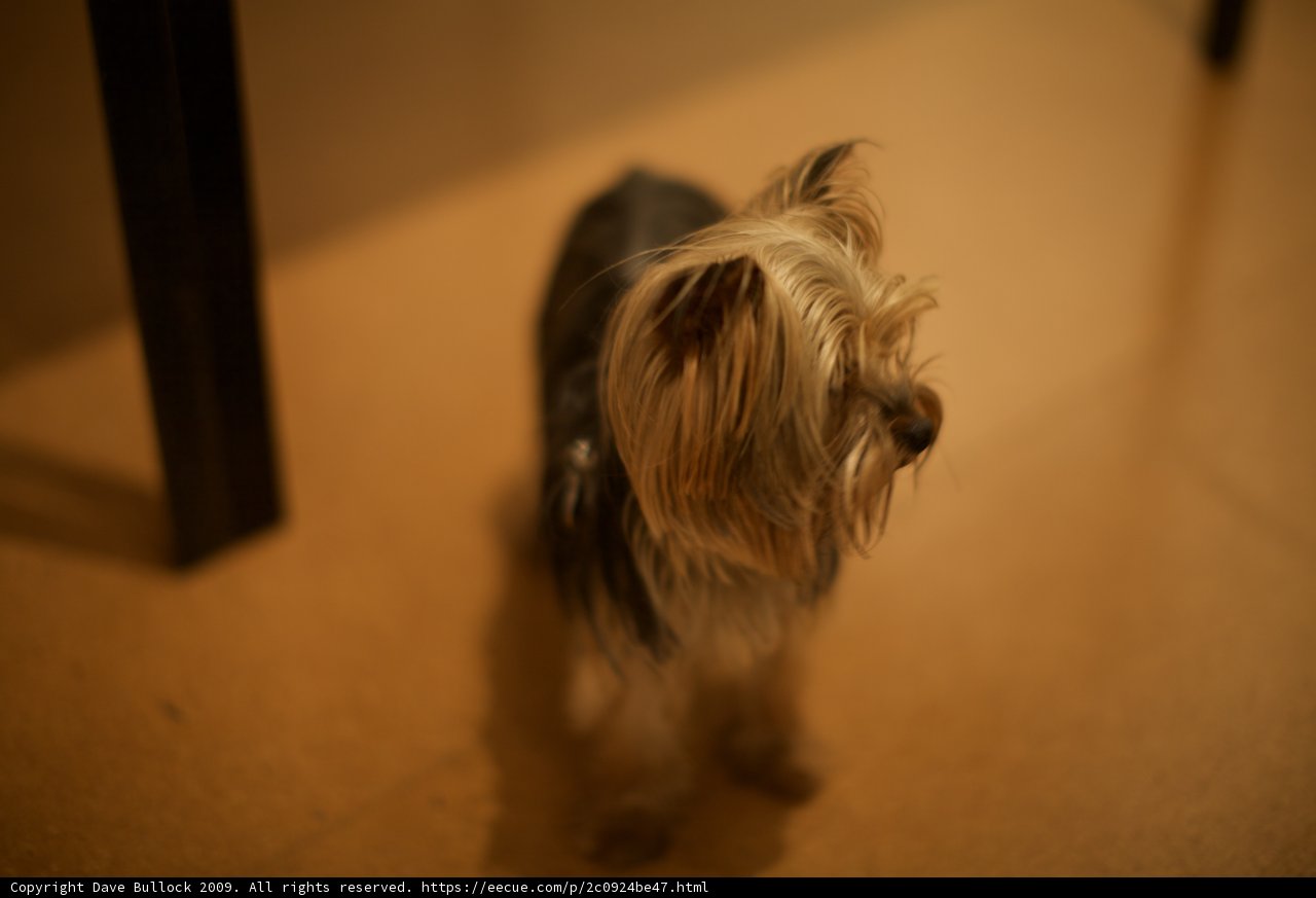 Petite Affenpinscher on the Floor