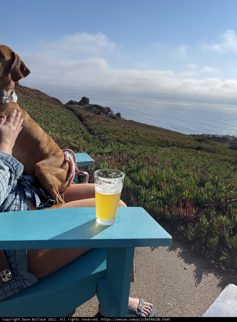A Day at the Beach with My Best Furry Friend