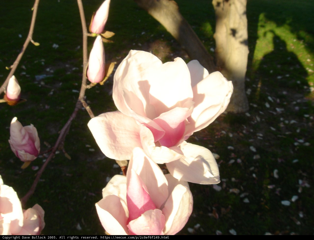 Pink and White Blossom