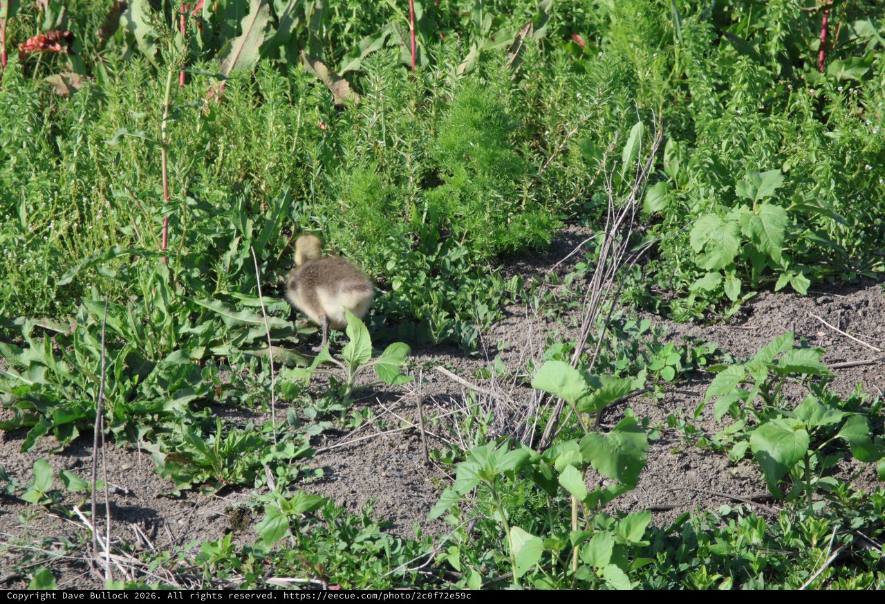 Young Bird Foraging in Community Garden Soil
