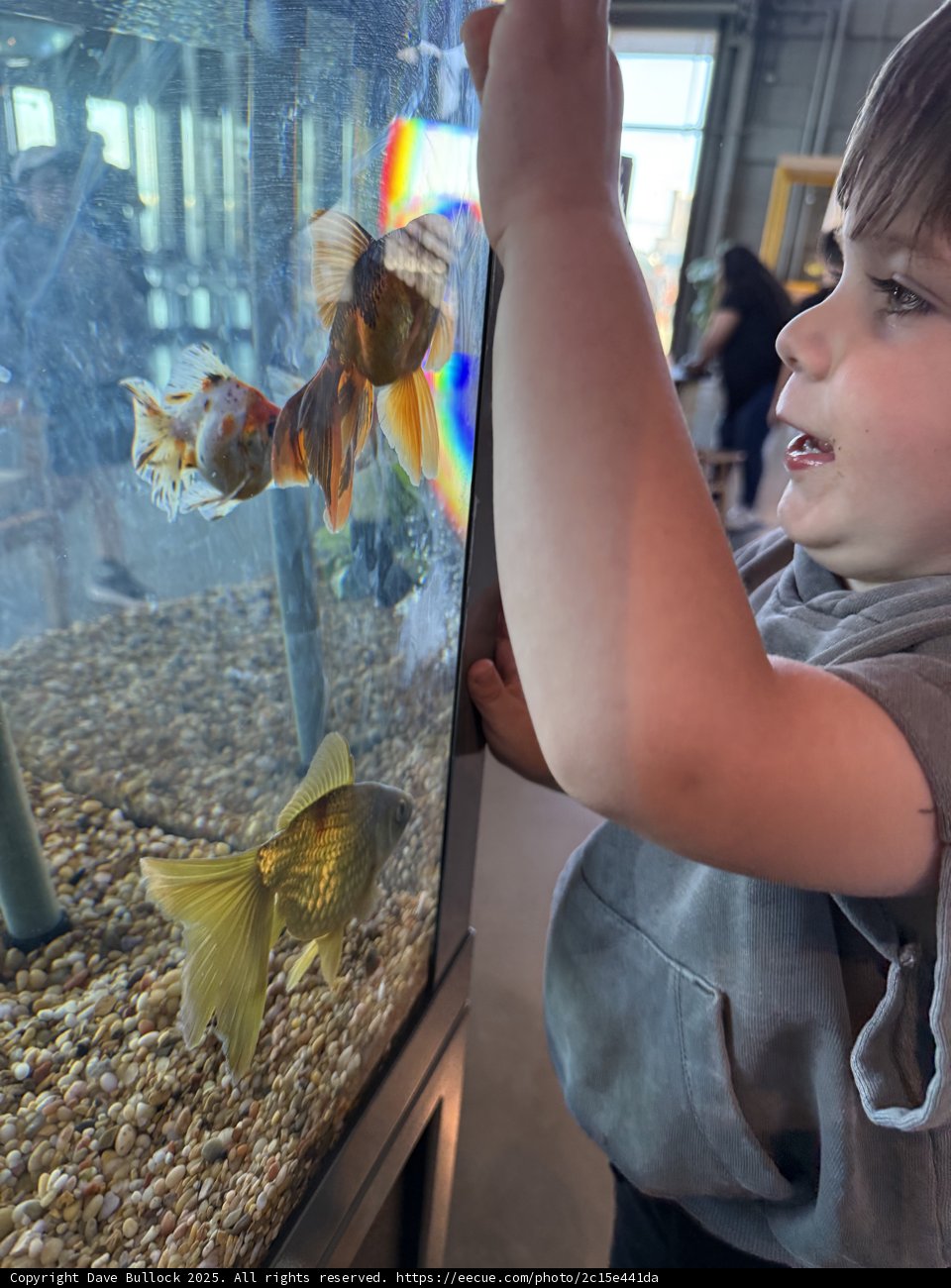 Underwater Wonders