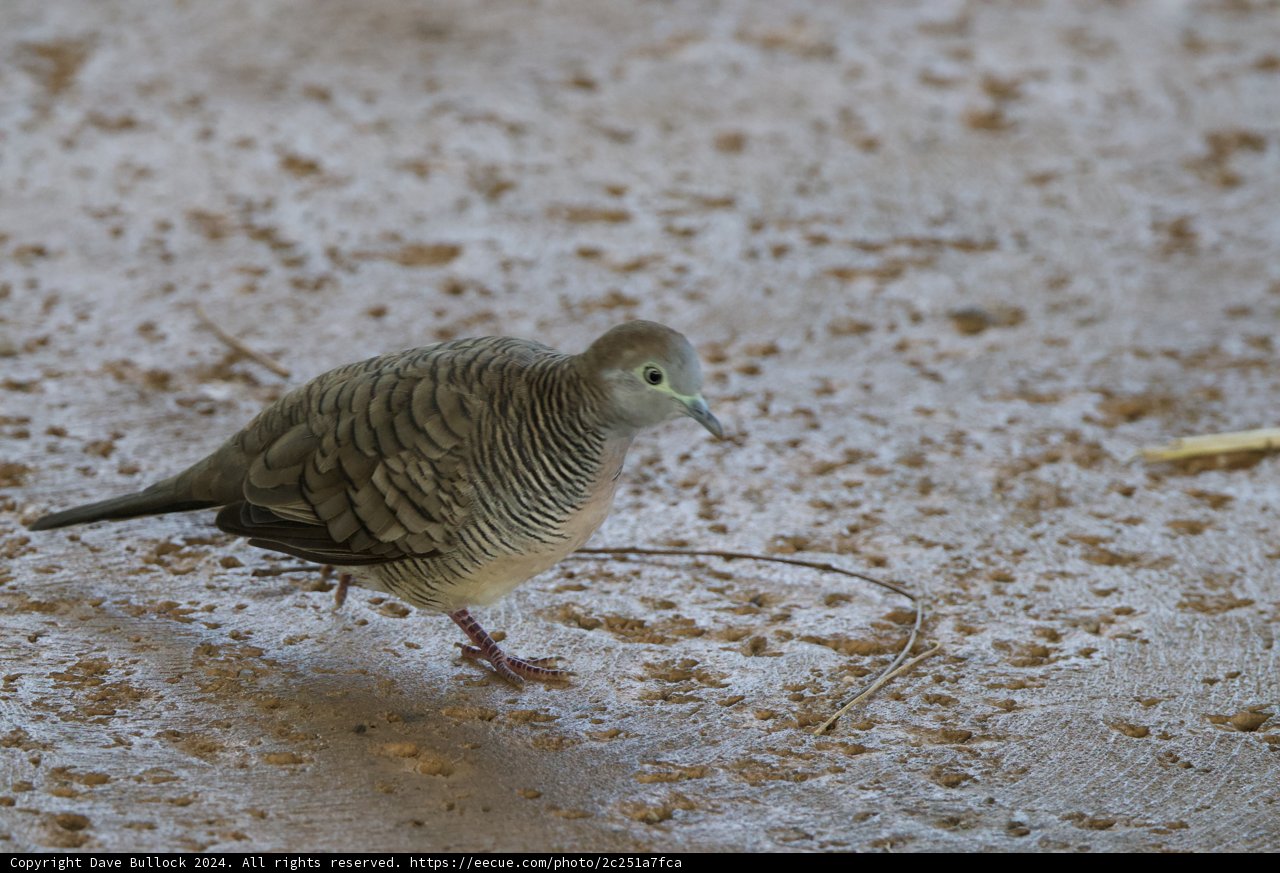 A Stroll in the Shadows: Zebra Dove at Honolulu Zoo