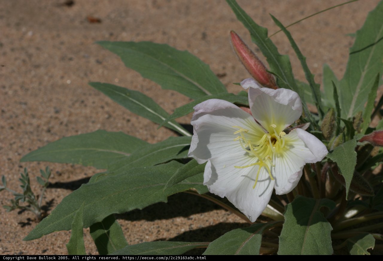 White Lily Blooming in the Sand