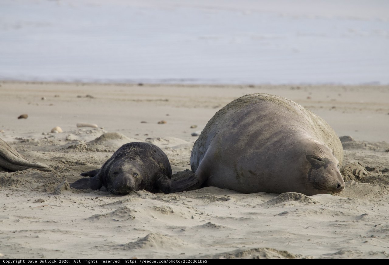 Elephant Seal Mother and Newborn Pup Resting on Beach