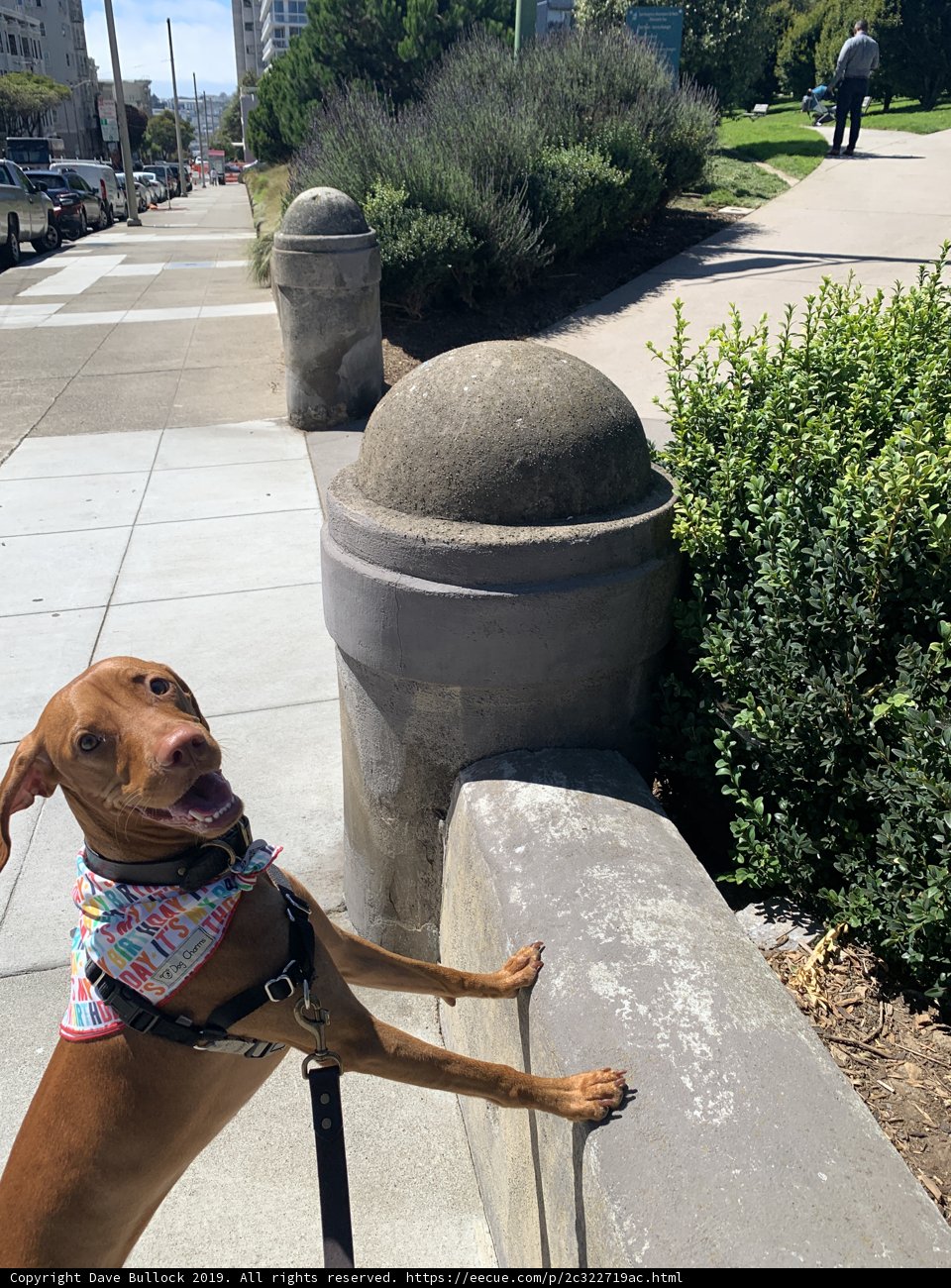 Sidewalk Doggo