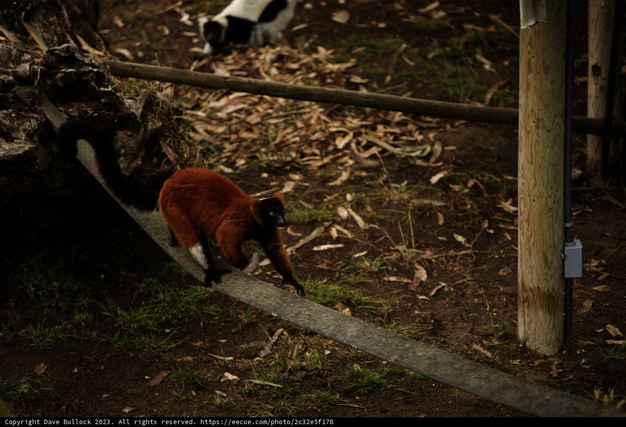 The Tightrope Walker of SF Zoo