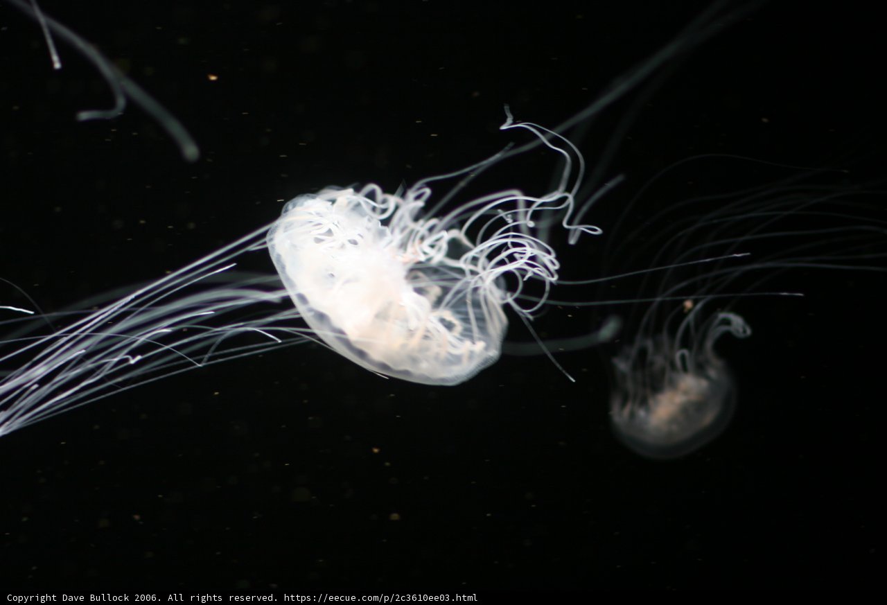 Illuminating Jellyfish