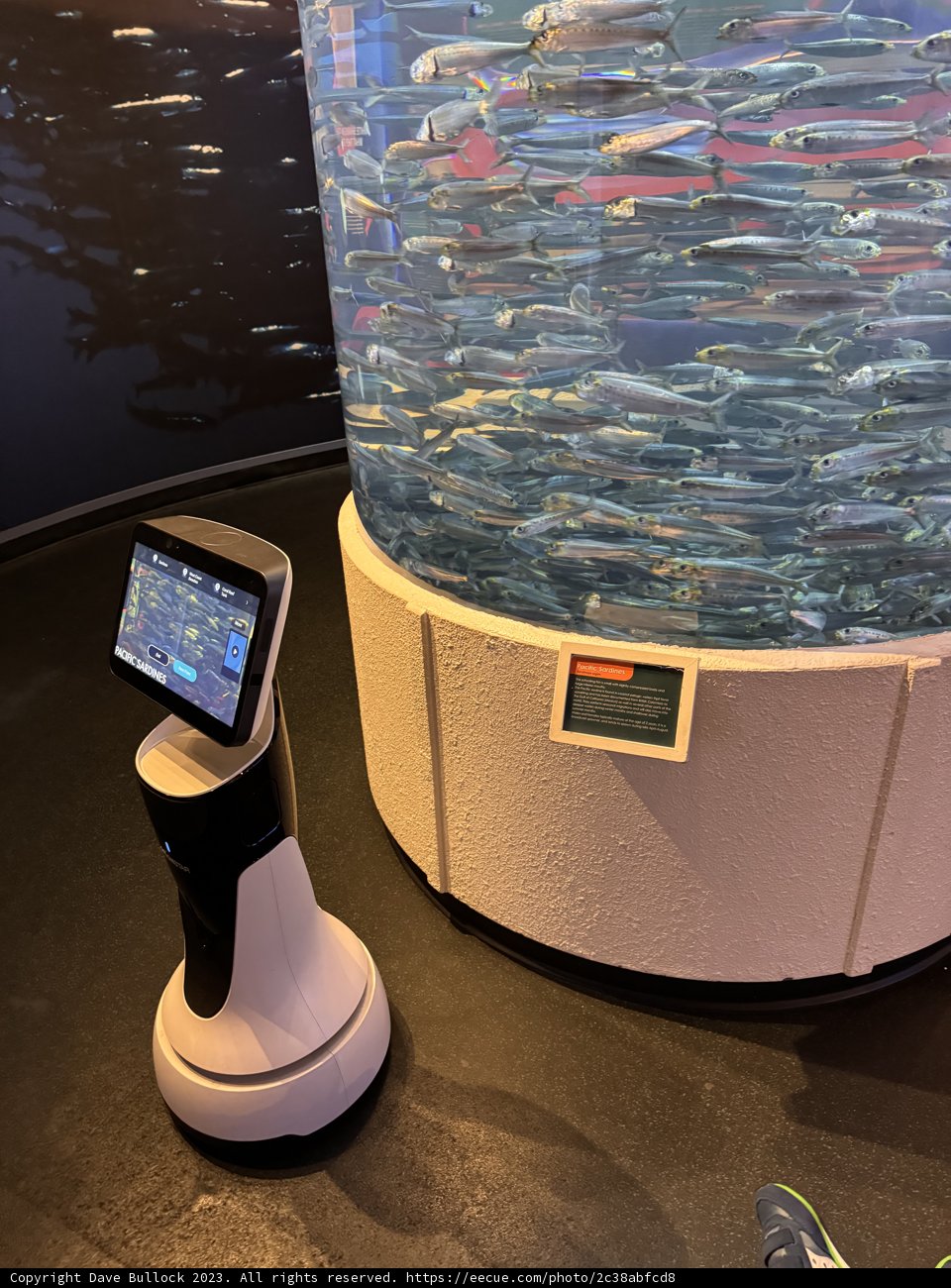 Digital Depths: Merging Technology with Aquatic Life
