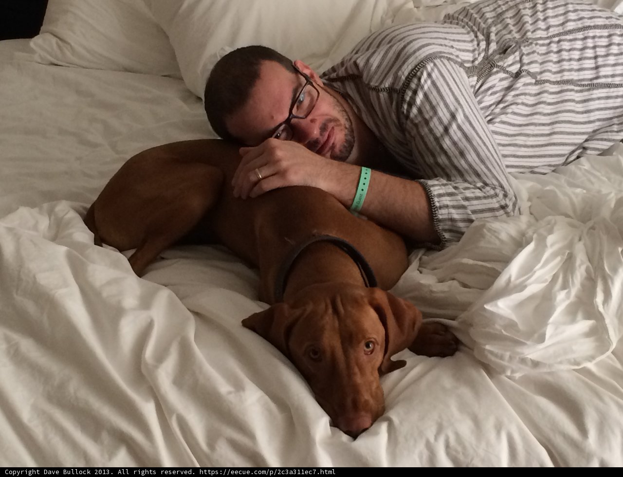 Man and Vizsla snuggle up on colorful bedding