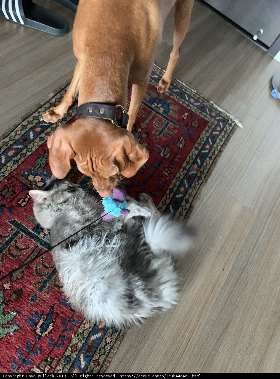Playful Pals on Hardwood Flooring