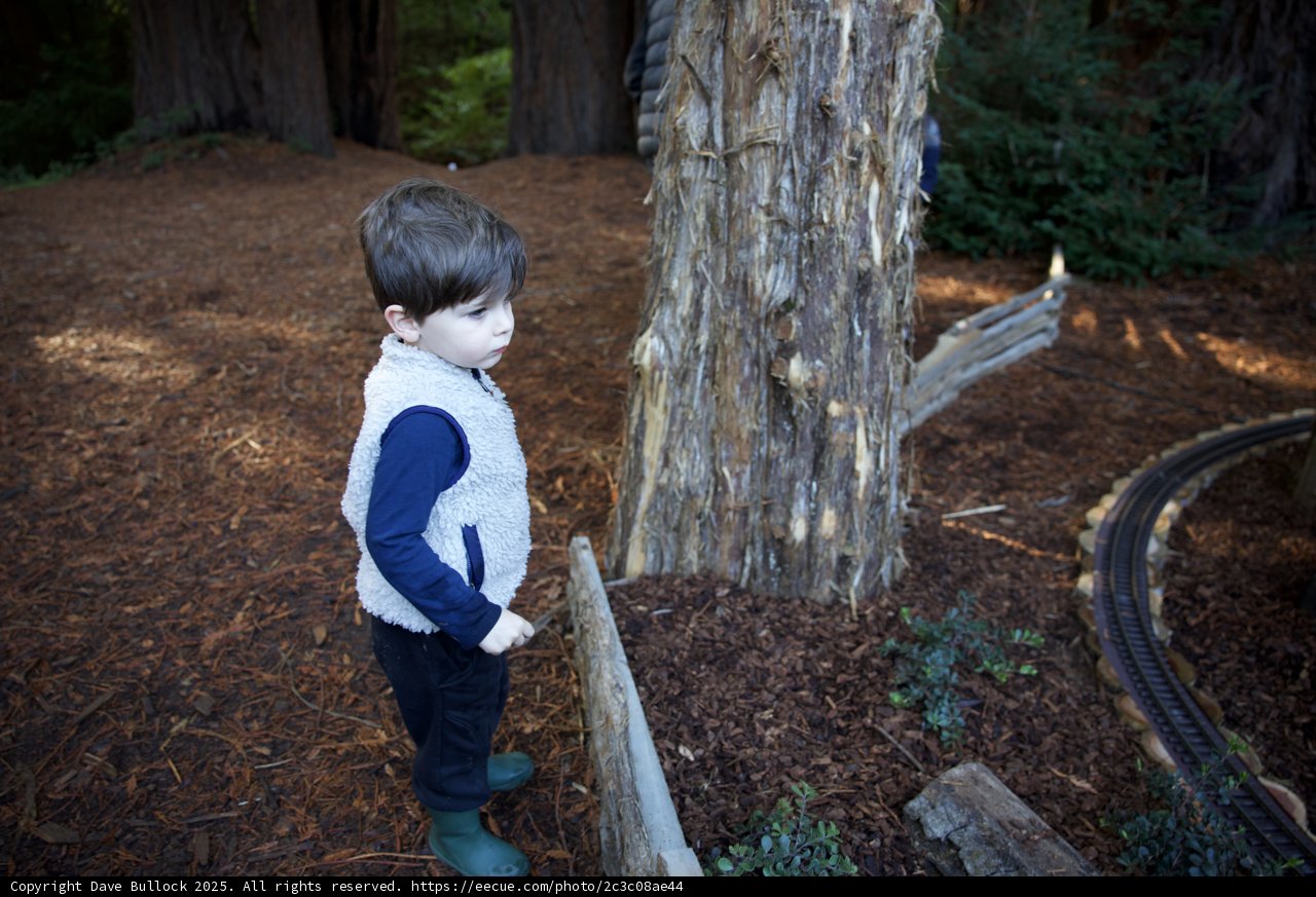 Wonder in the Woods