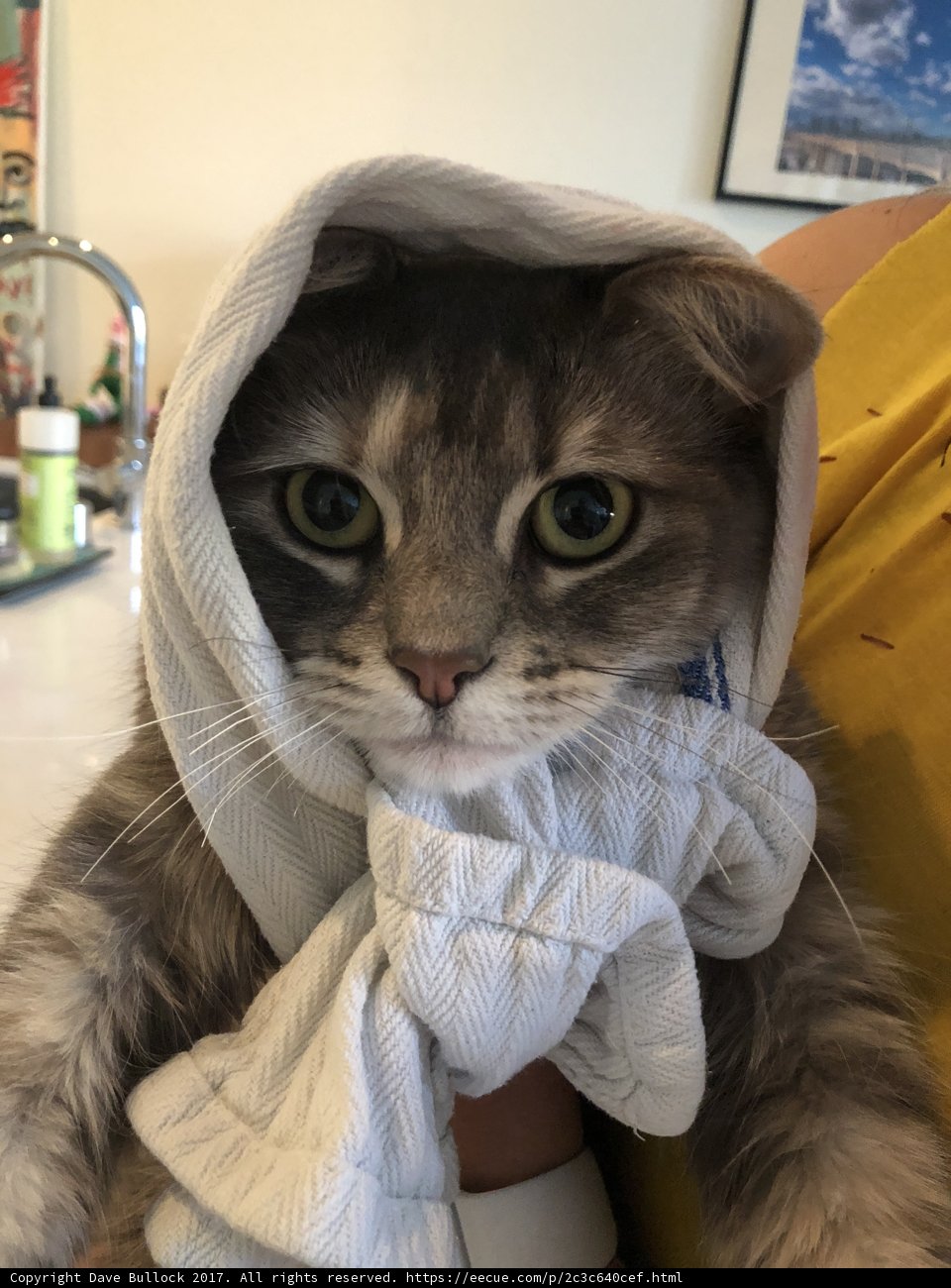 Towel Head