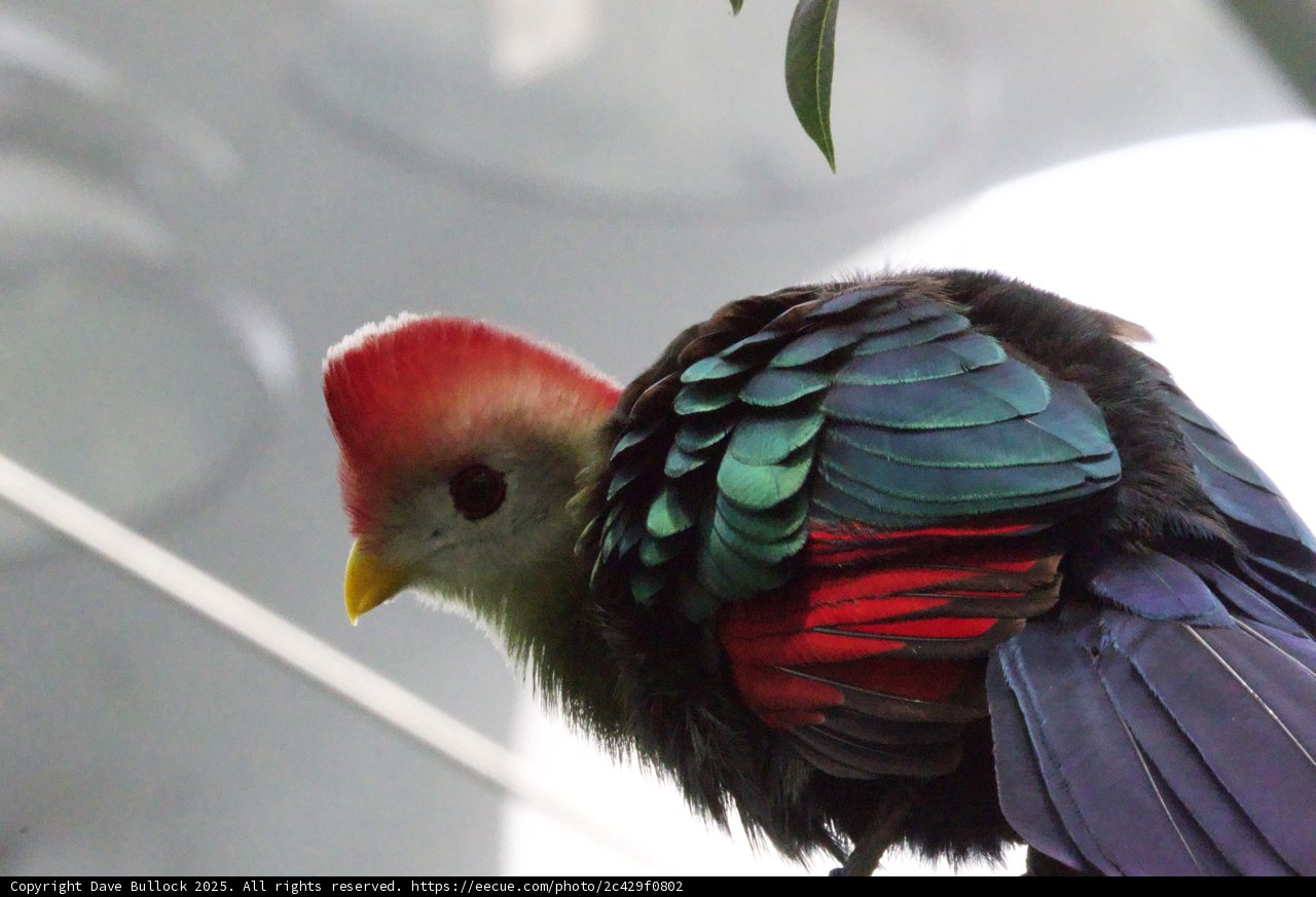 Vibrant Encounter: A Feathered Beauty