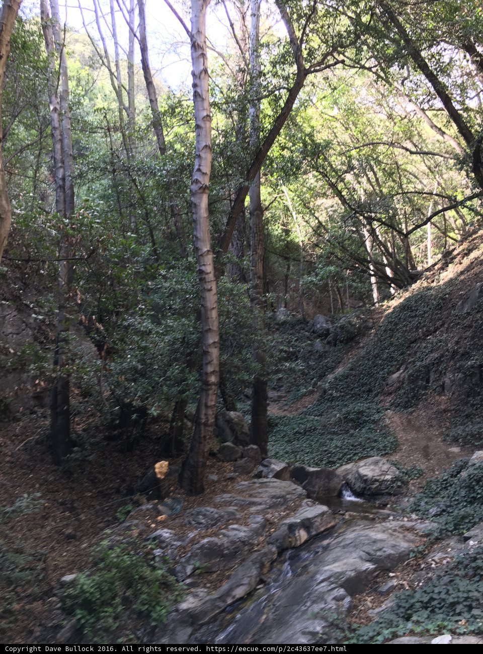Into the Woods
