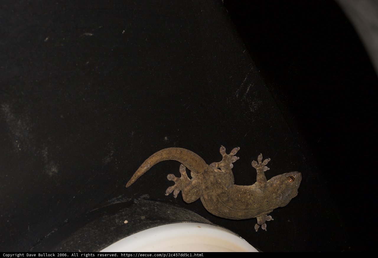 Gecko on the Wall
