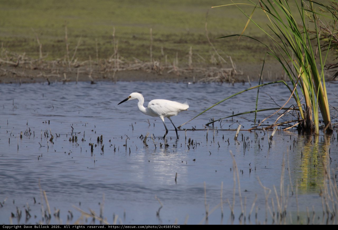Little Egret Foraging in Shallow Wetland Waters