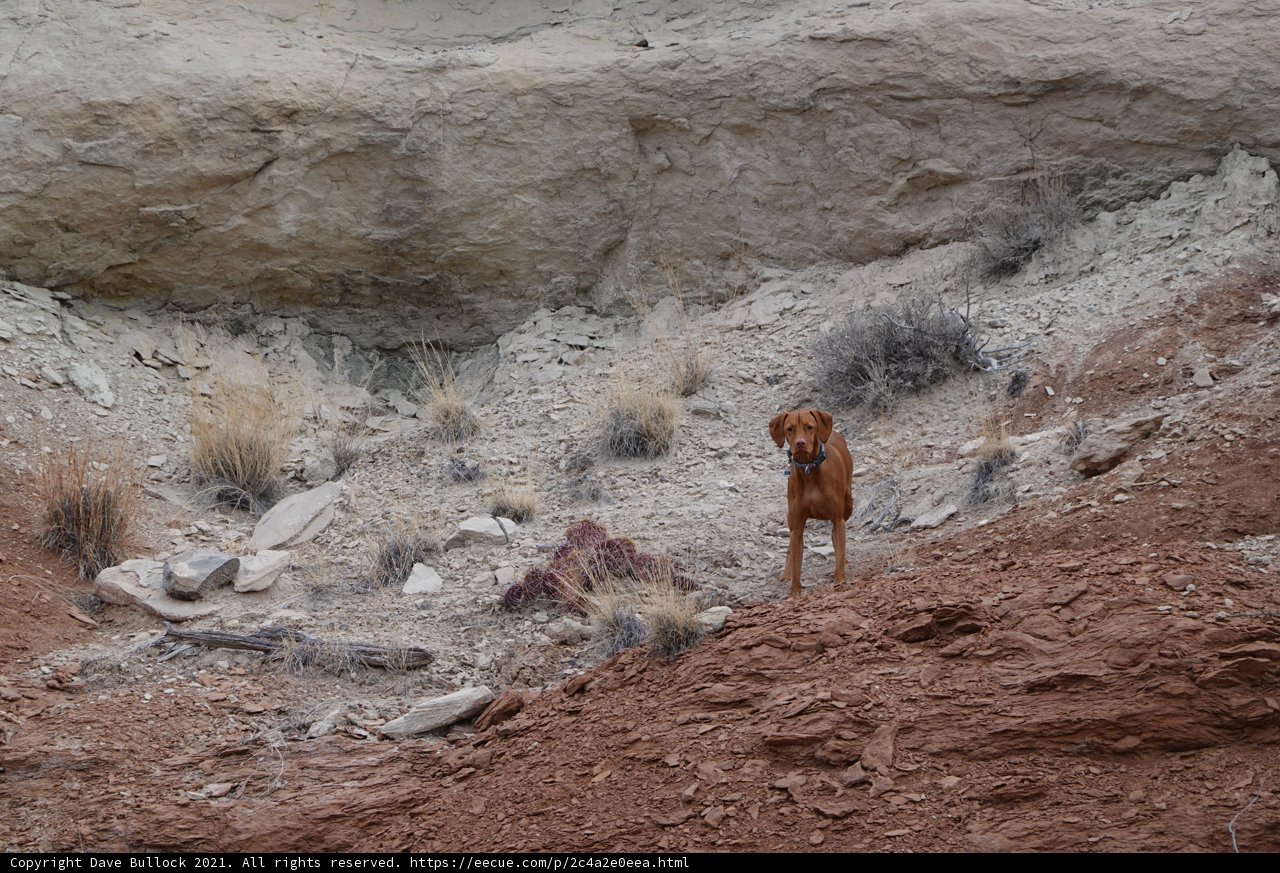 The Lone Rover Among the Rocks