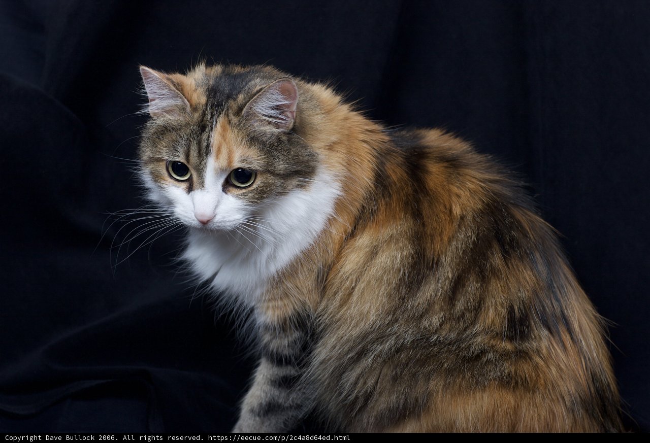 Calico Cutie