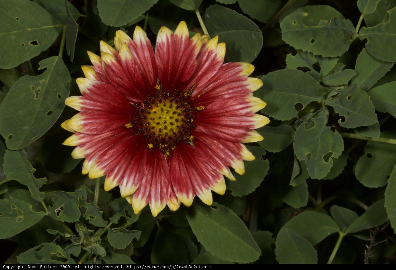 Radiant Red and Yellow Daisy in Full Bloom