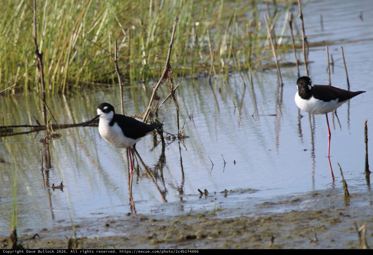 Black-necked Stilts Wading in Wetland Shallows