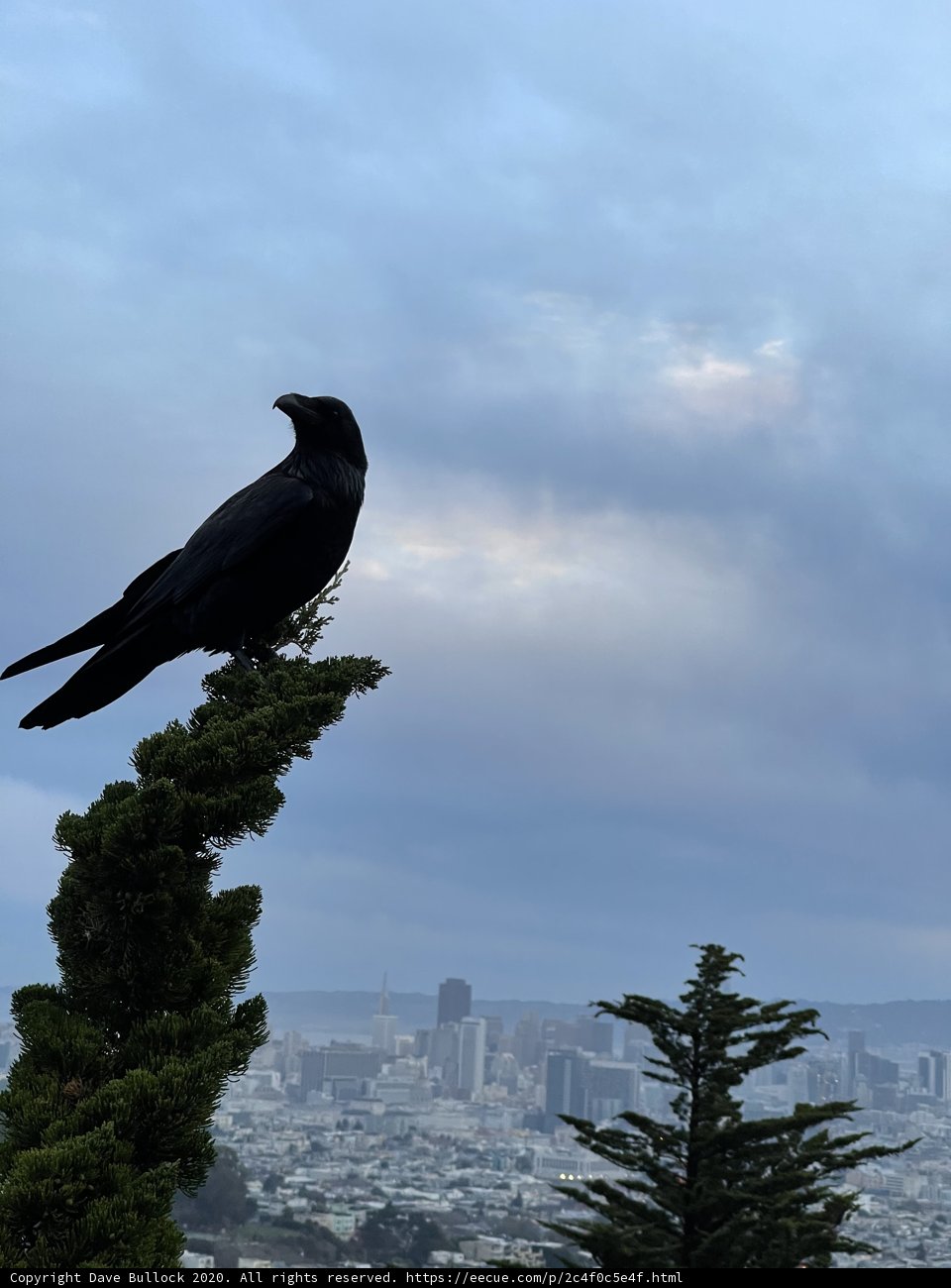 Crow's Eye View