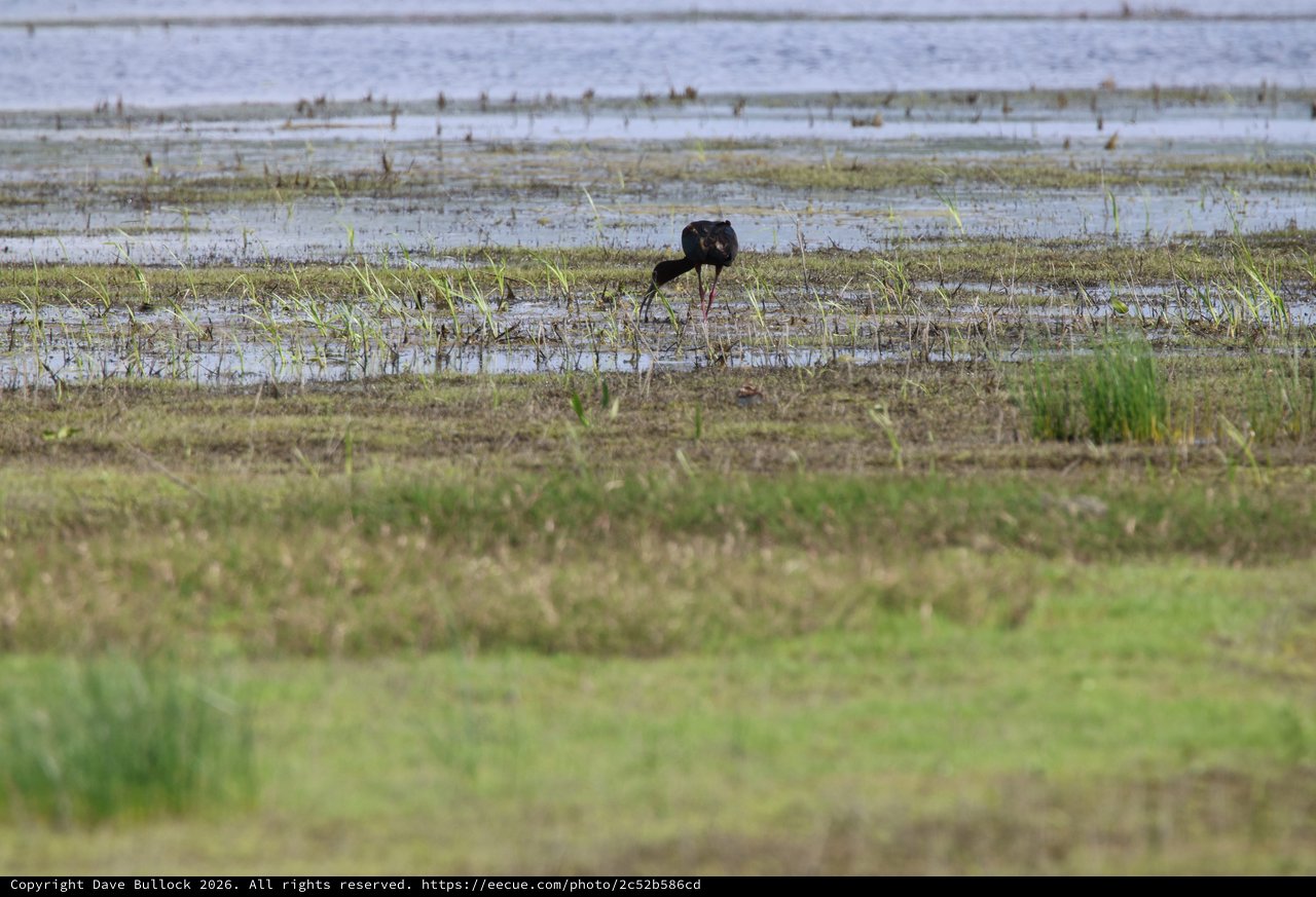 White-faced Ibis Foraging in Flooded Wetland Grassland