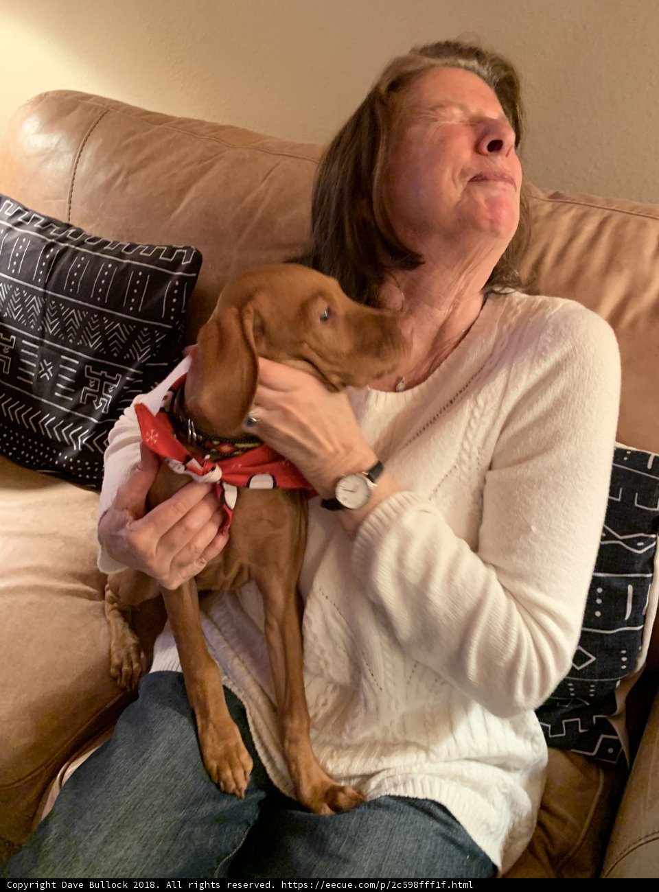 Cozy afternoon with my Vizsla