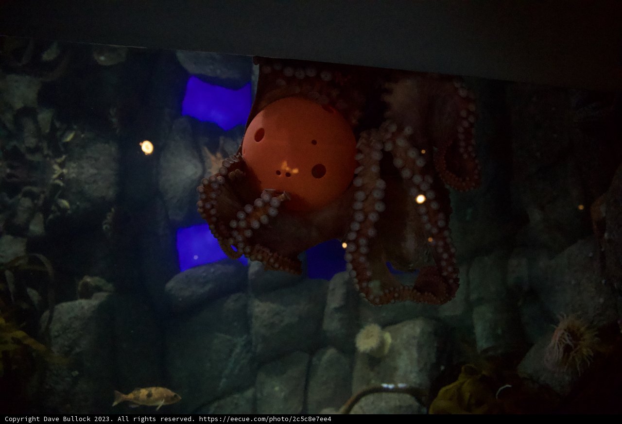 The Enchanting Octopus at Monterey Bay