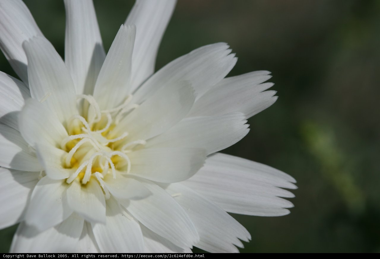 White Daisy with a Yellow Center