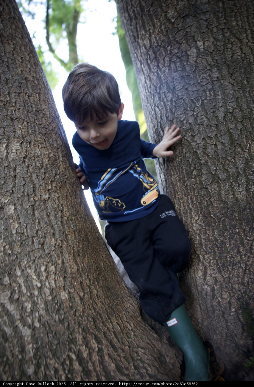 Tree Explorer