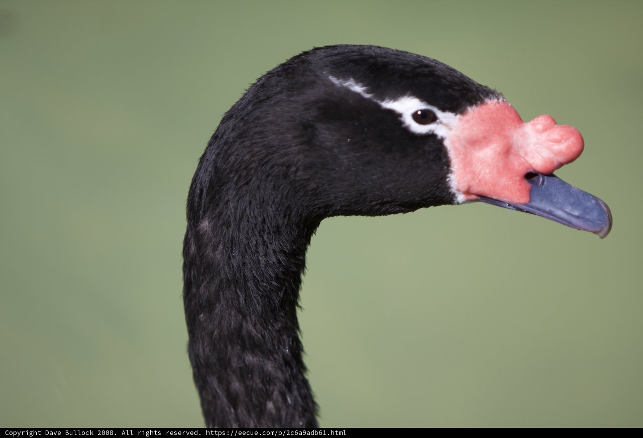 Pink-Nosed Black Swan