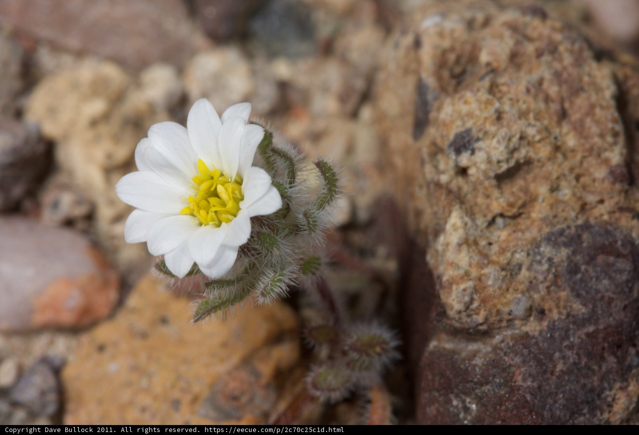 Solitary Beauty