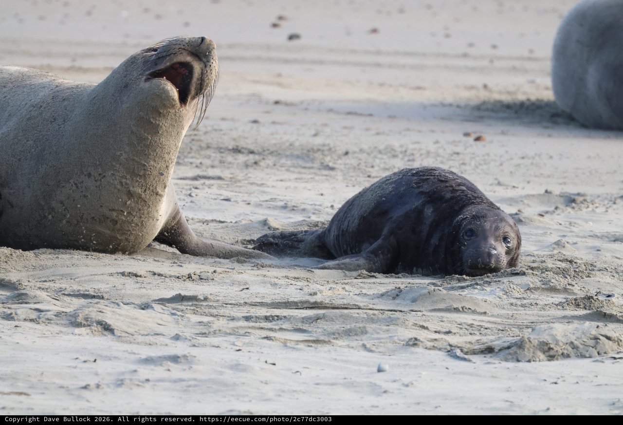 Adult Elephant Seal Vocalizing Next to Resting Pup