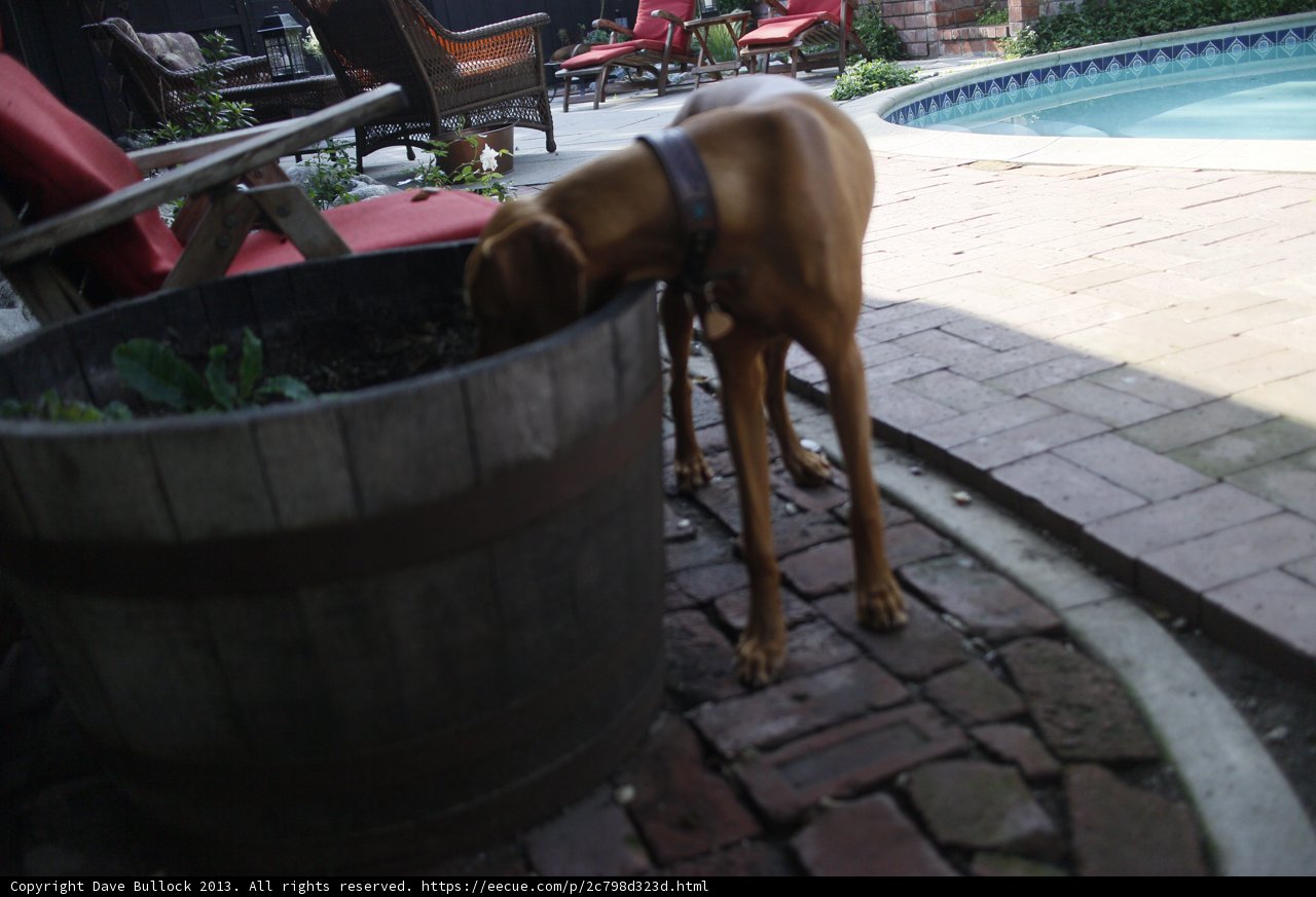 Canine Curiosity