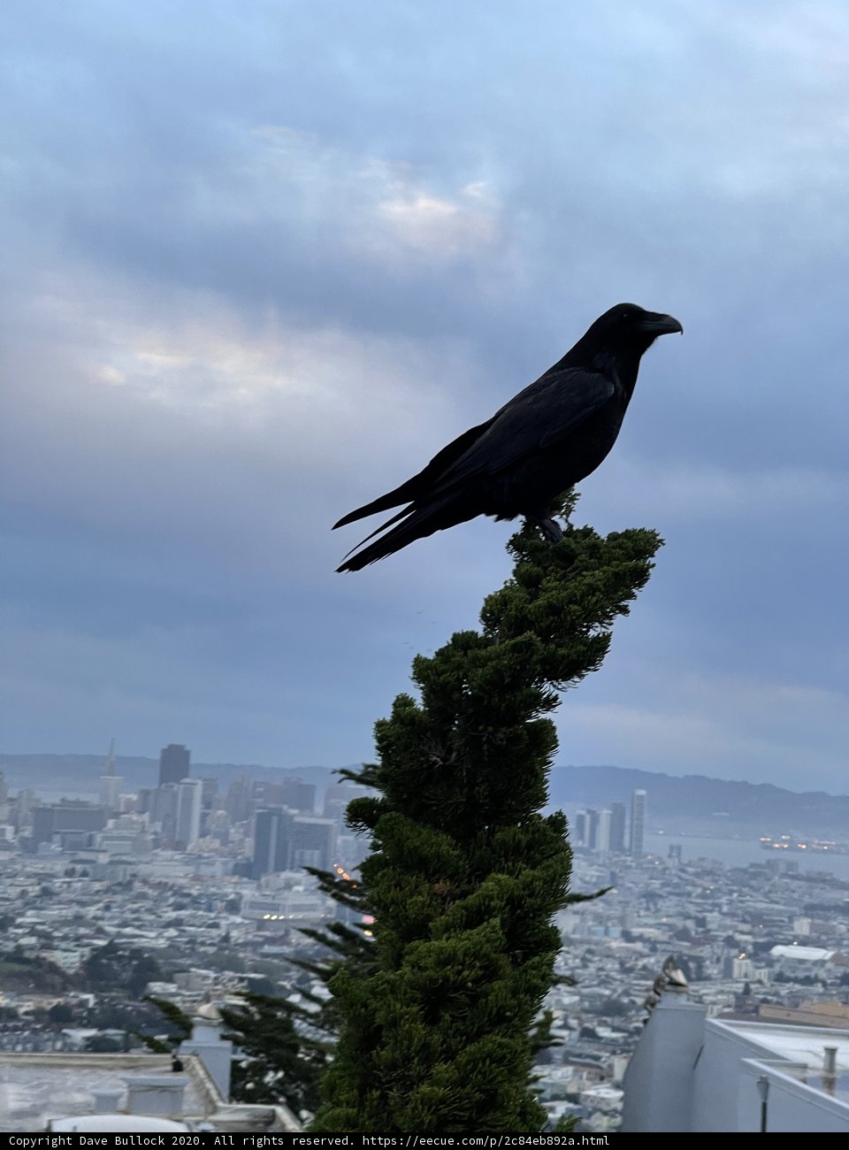 City Crow's View
