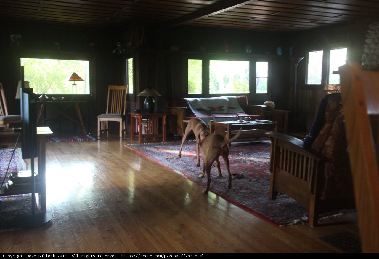 Pleasant Living Room with Furry Companion