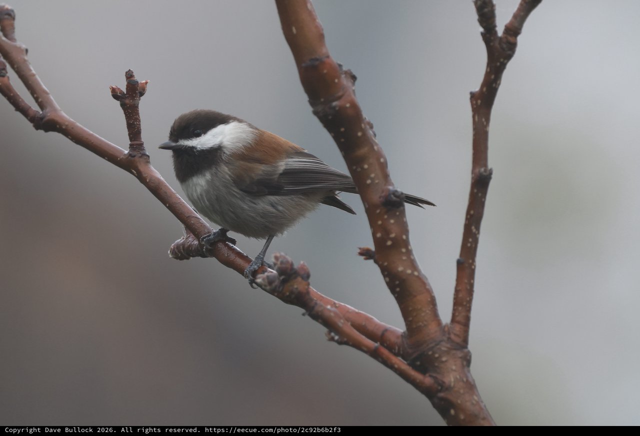 Chestnut-Backed Chickadee Perched on Winter Branch