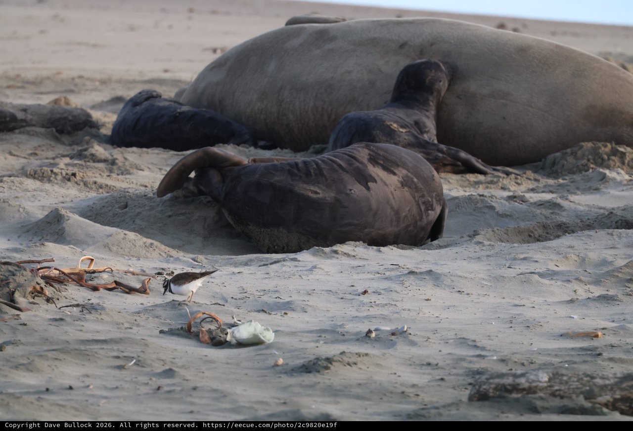 Shorebird Among Resting Elephant Seals on Sandy Beach