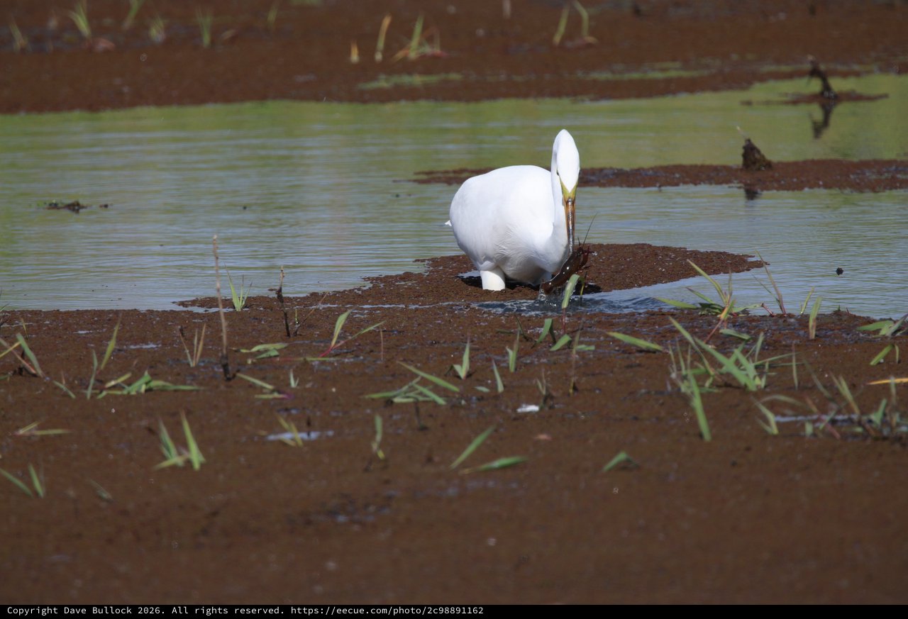 Great Egret Foraging in Flooded Agricultural Field