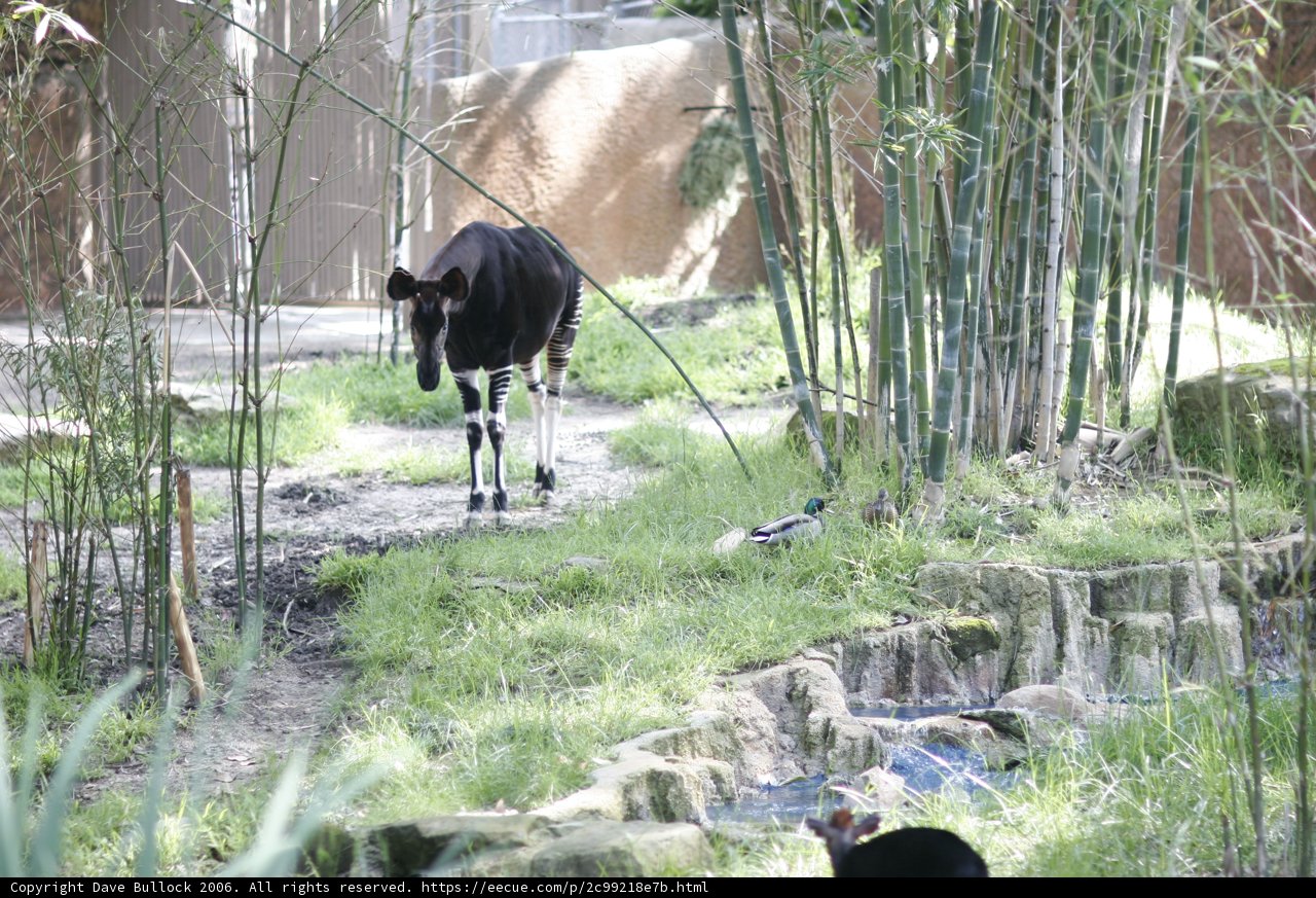 Grassy Grazing: A Black and White Cow in the Wild