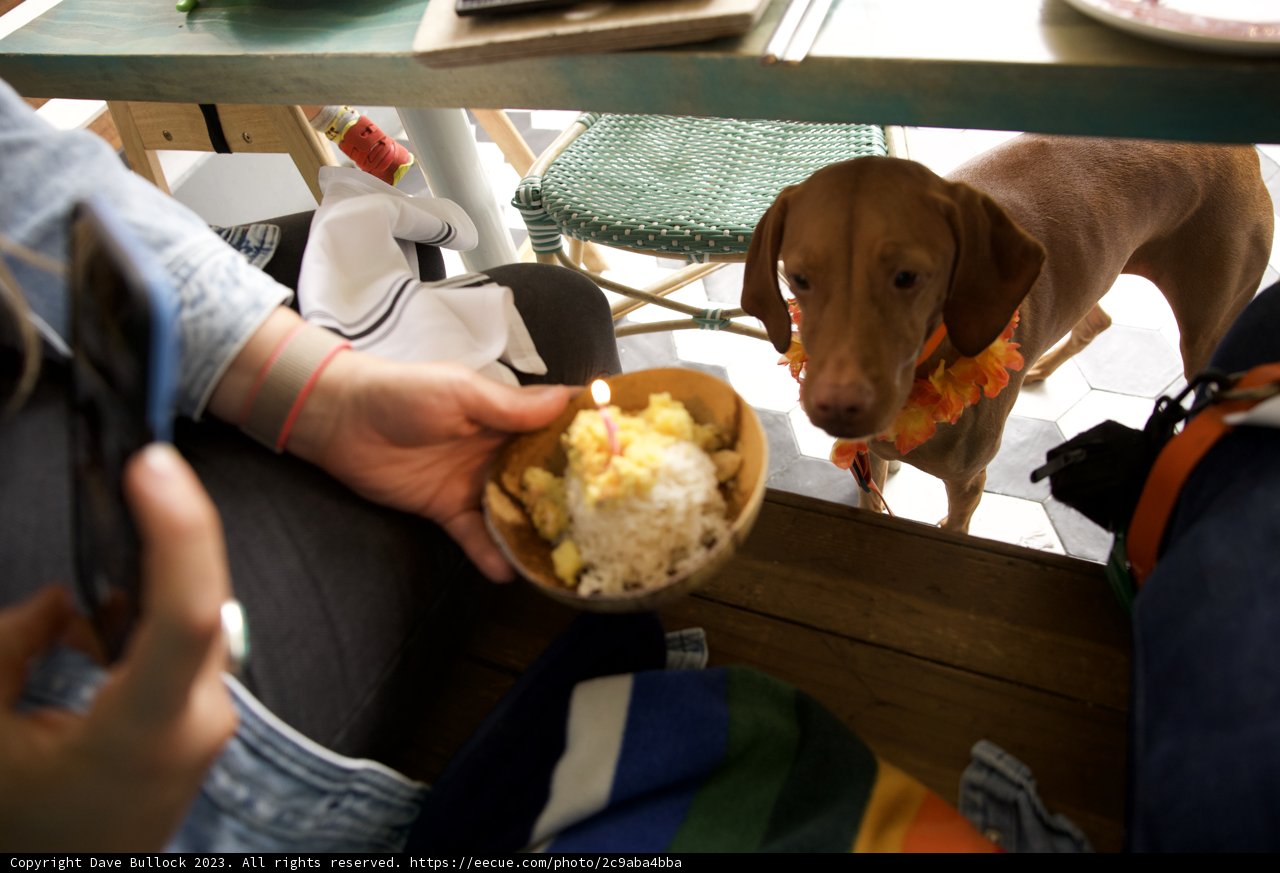 A Pawsitively Delightful Birthday Celebration