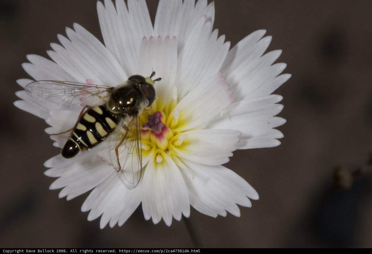 Striped Visitors on a Daisy