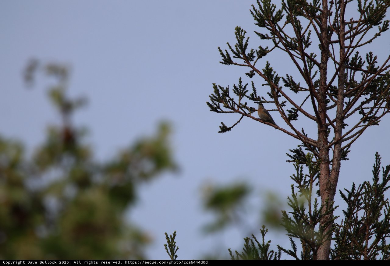 Small Bird Perched on Sparse Conifer Branch at Dusk
