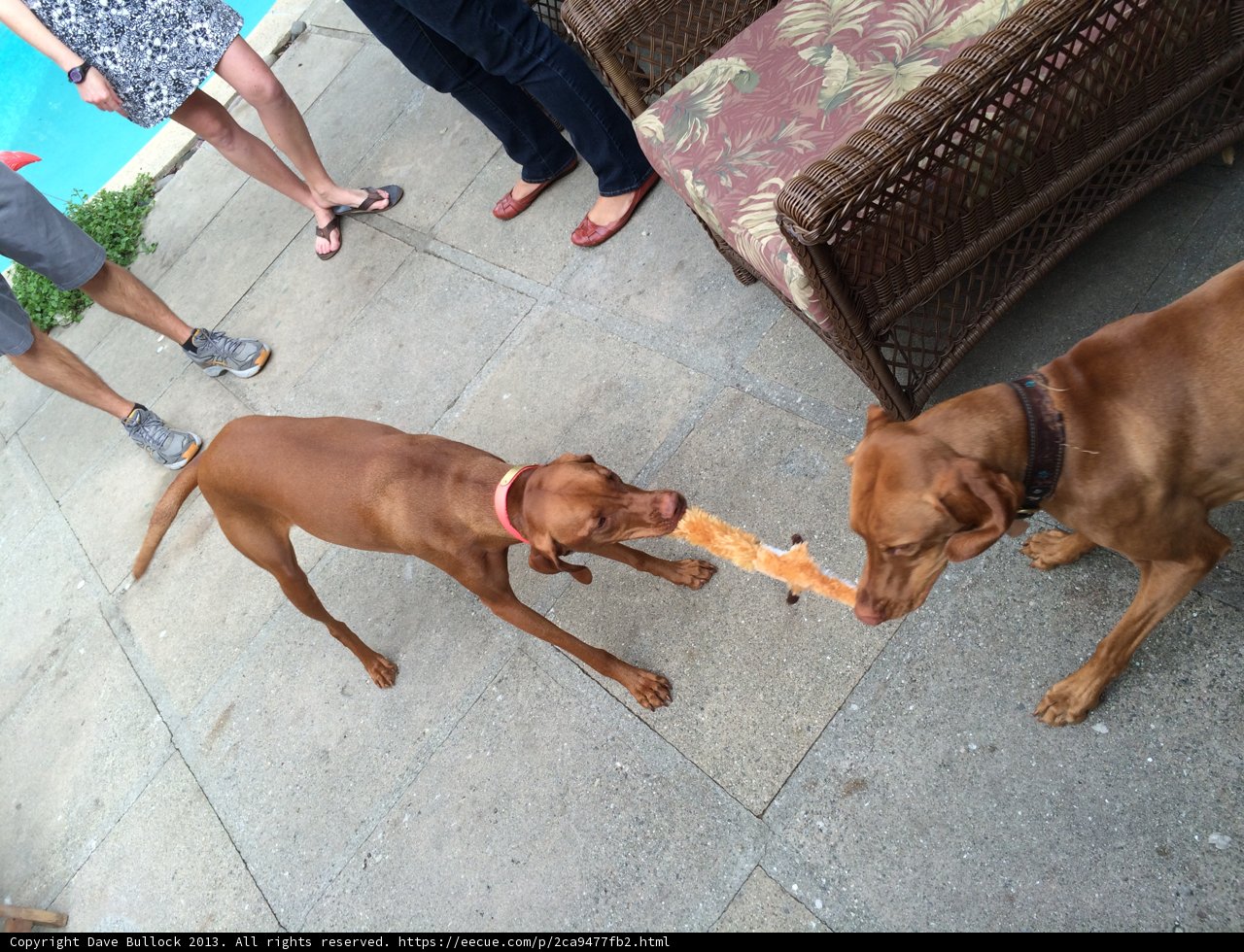 Two Dogs Having Fun with a Carrot