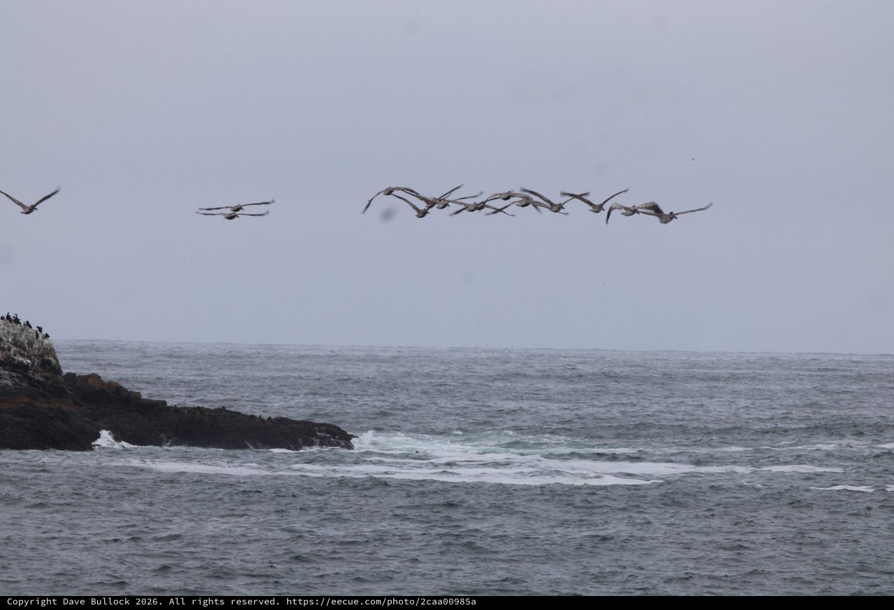 Pelicans in Formation Over Pacific Coastal Waters