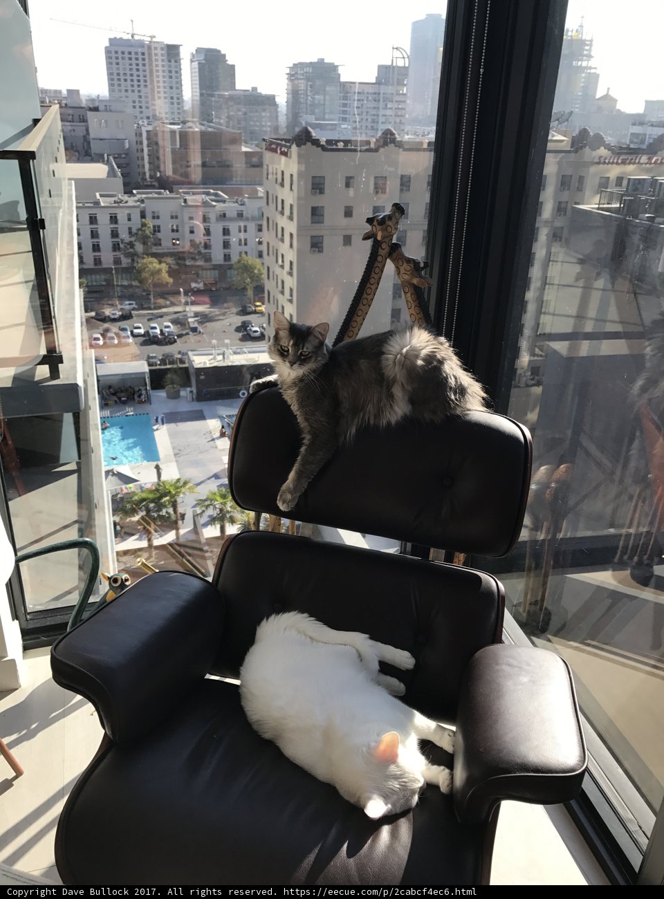 Urban Felines