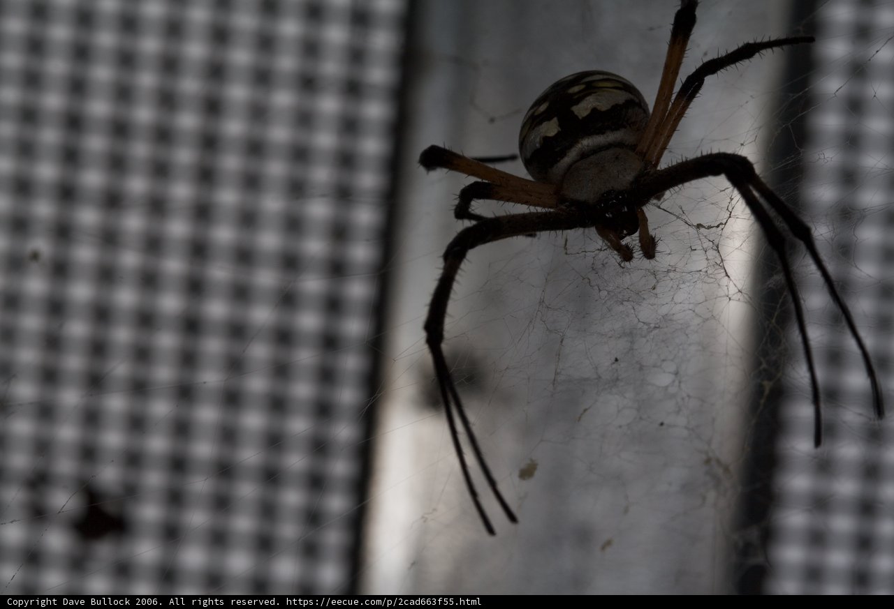 Striped Garden Spider